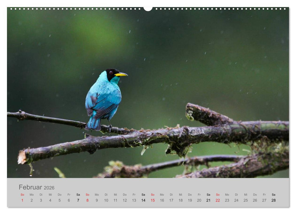 Costa Rica - Exotische Vögel im Regenwald (CALVENDO Wandkalender 2026)