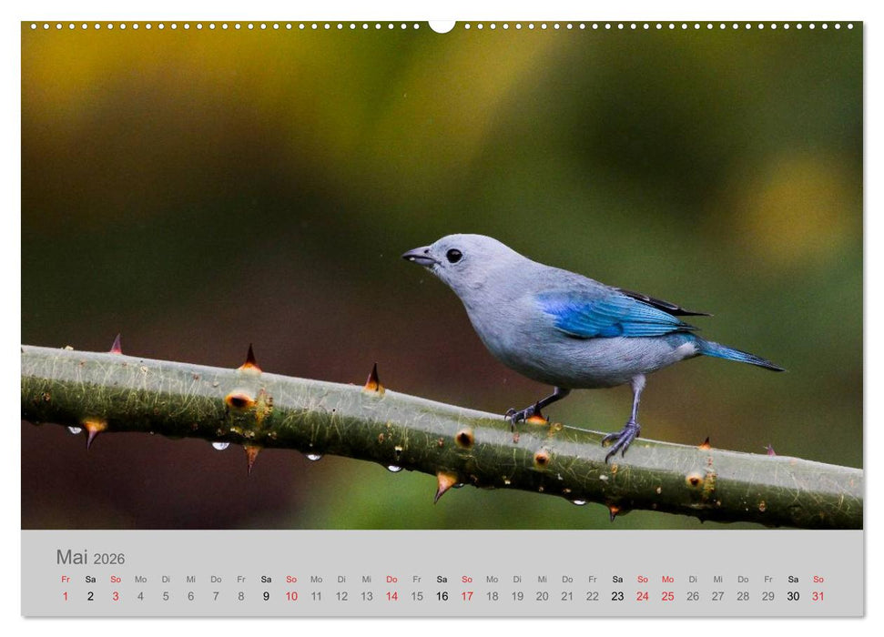 Costa Rica - Exotische Vögel im Regenwald (CALVENDO Wandkalender 2026)