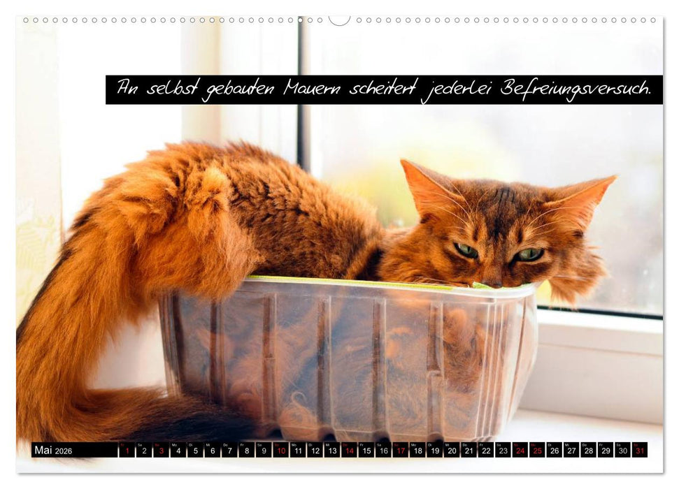 Der "philosophische" Katzenkalender 2026 (CALVENDO Wandkalender 2026)