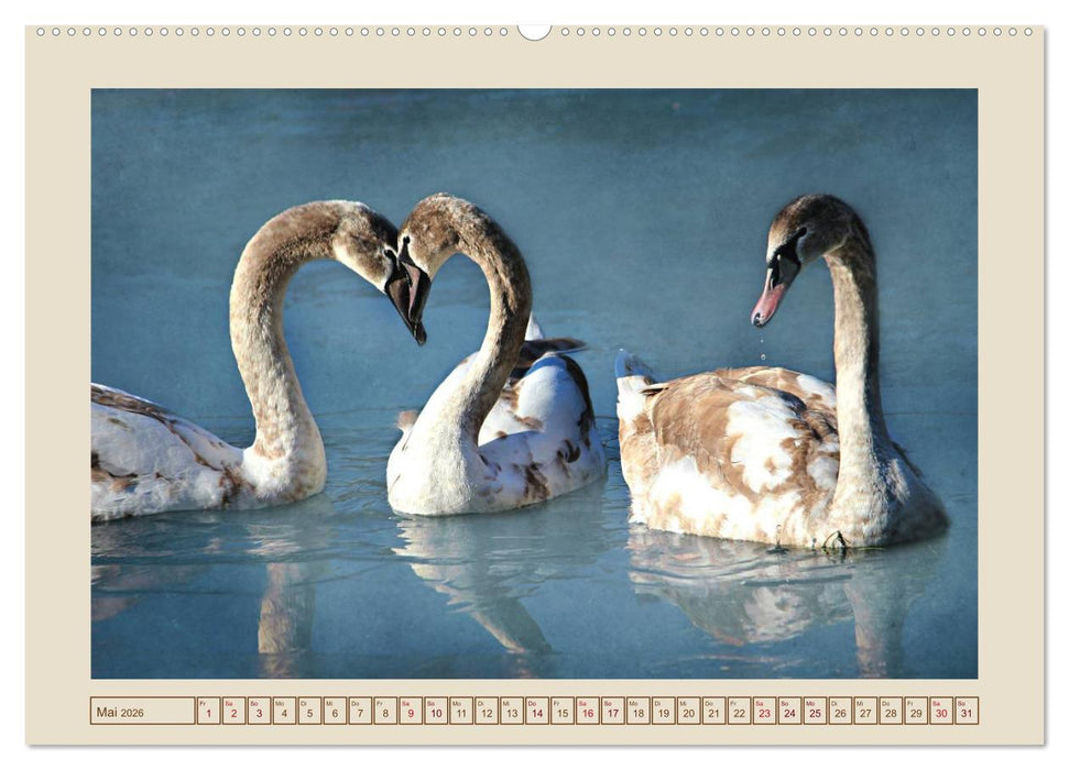 Vögel am Chemnitzer Schlossteich (CALVENDO Premium Wandkalender 2026)