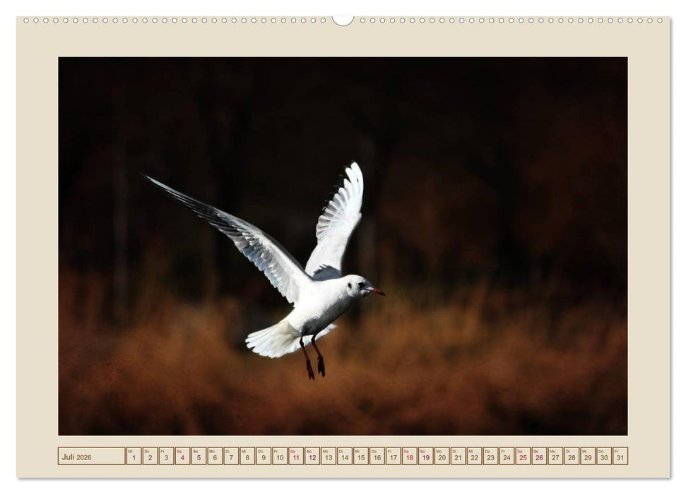 Vögel am Chemnitzer Schlossteich (CALVENDO Premium Wandkalender 2026)