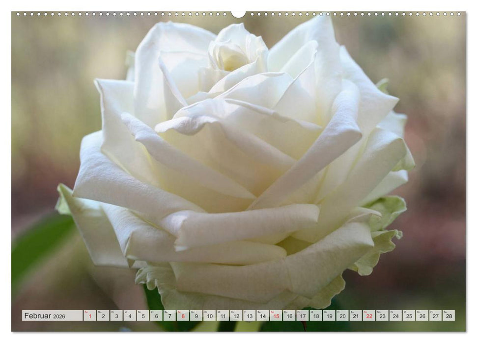 Blütentanz in Weiß (CALVENDO Wandkalender 2026)