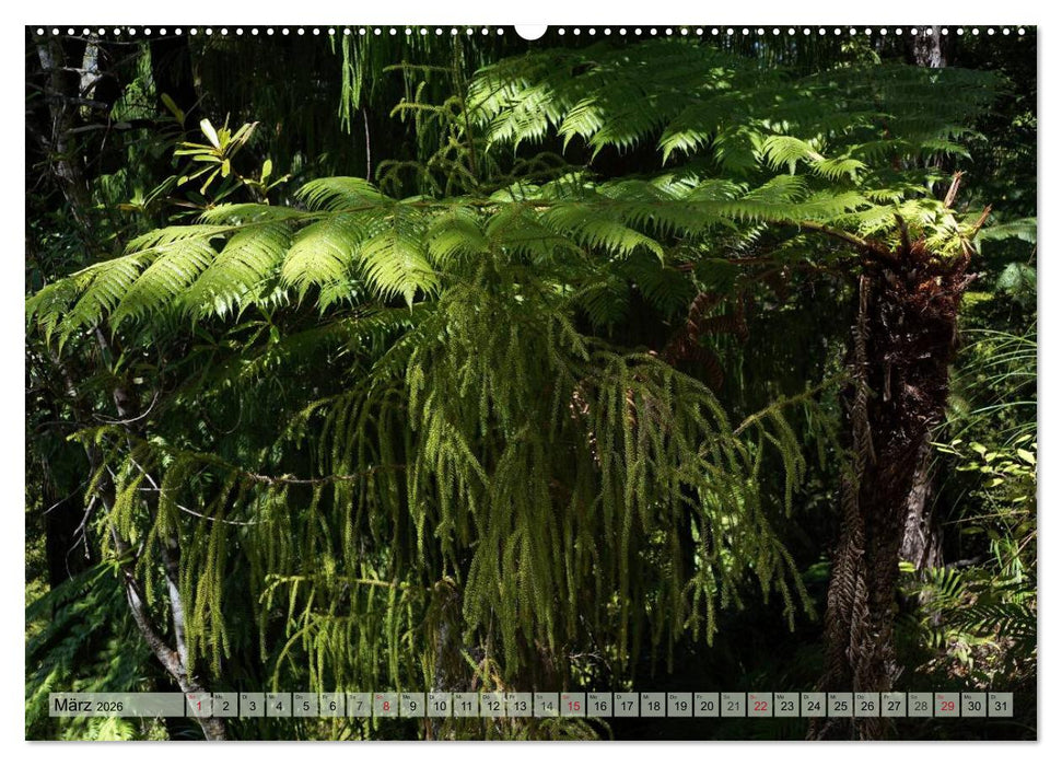 Primärwald - Neuseeland (CALVENDO Premium Wandkalender 2026)