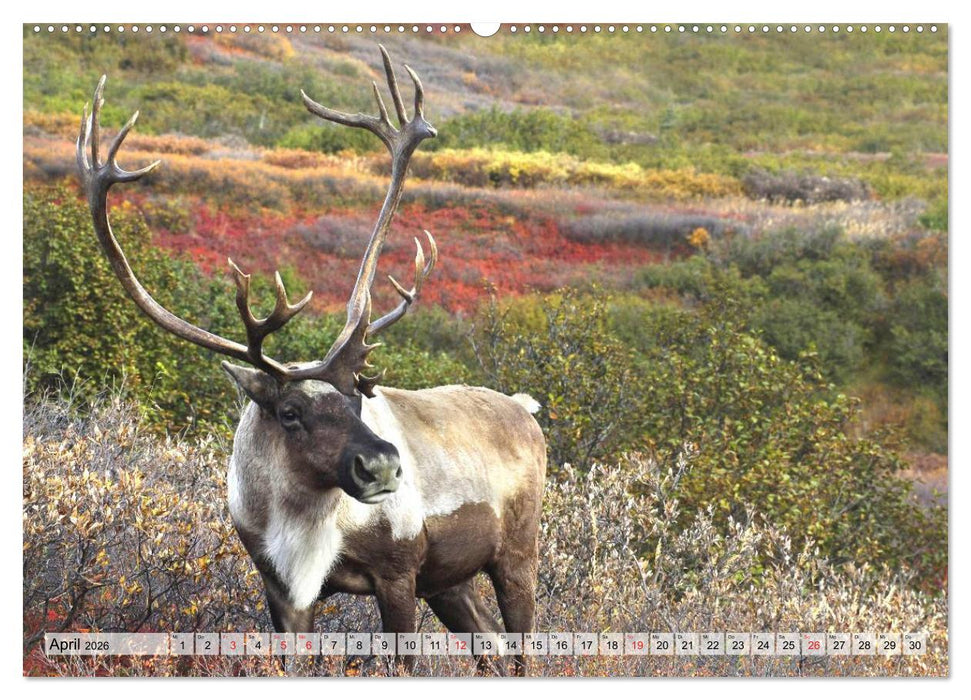Alaska und Kanada (CALVENDO Premium Wandkalender 2026)