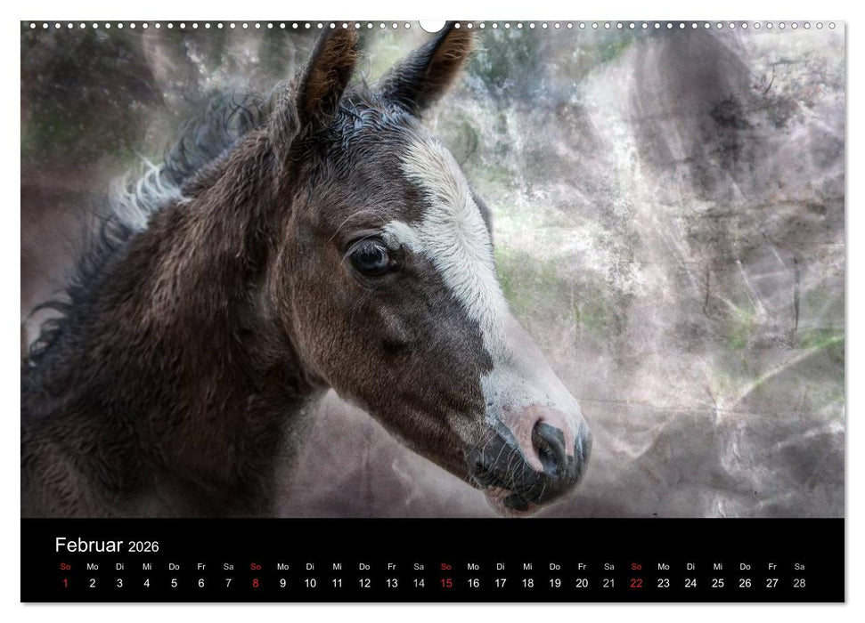 Pferde zum Träumen (CALVENDO Wandkalender 2026)