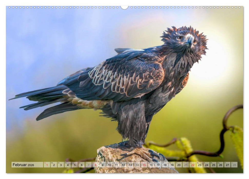 Faszinierende Greifvögel hautnah (CALVENDO Premium Wandkalender 2026)