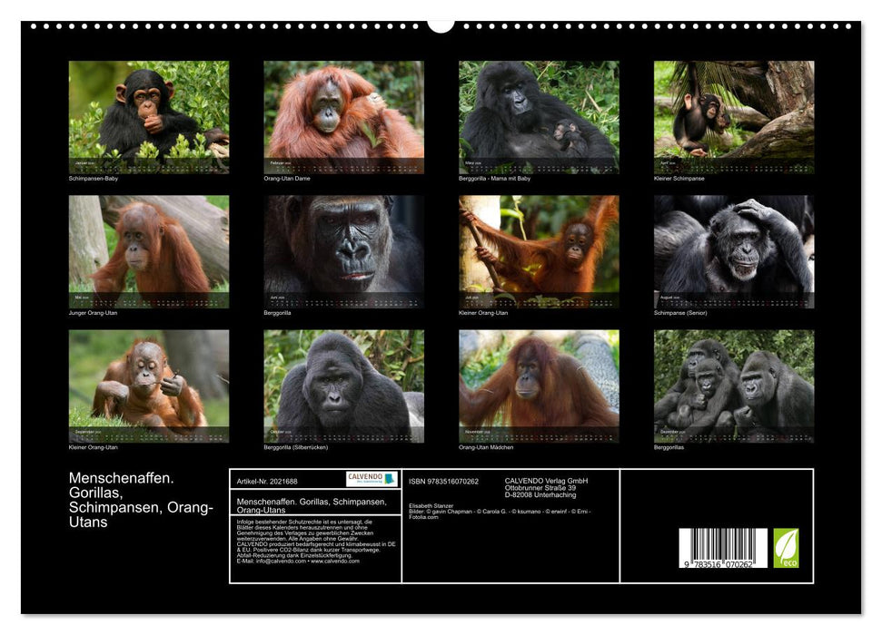Menschenaffen. Gorillas, Schimpansen, Orang-Utans (CALVENDO Premium Wandkalender 2026)