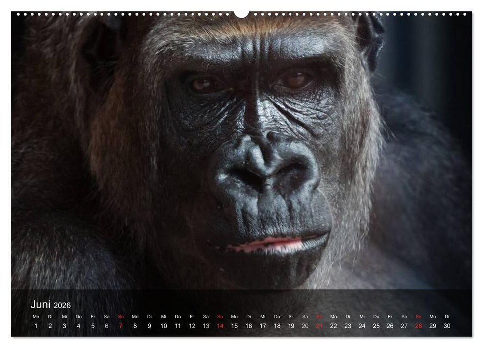 Menschenaffen. Gorillas, Schimpansen, Orang-Utans (CALVENDO Premium Wandkalender 2026)