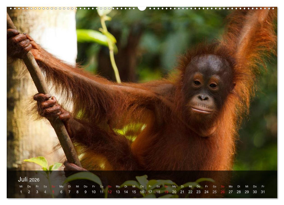 Menschenaffen. Gorillas, Schimpansen, Orang-Utans (CALVENDO Premium Wandkalender 2026)