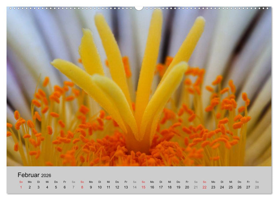 Blütensymphonie - Kakteen und Sukkulenten (CALVENDO Premium Wandkalender 2026)