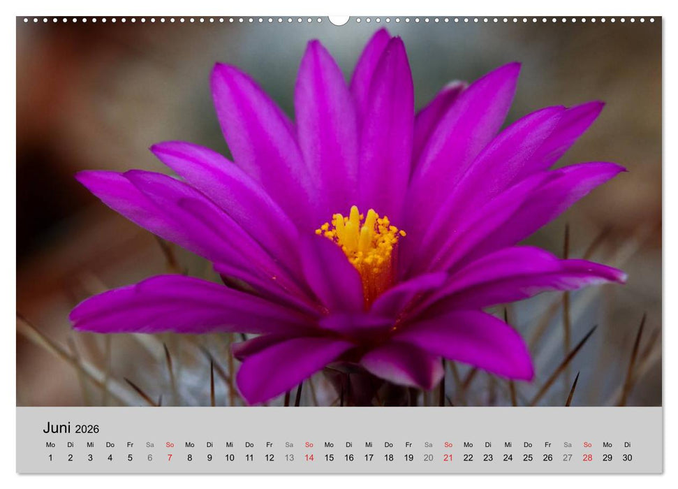 Blütensymphonie - Kakteen und Sukkulenten (CALVENDO Premium Wandkalender 2026)