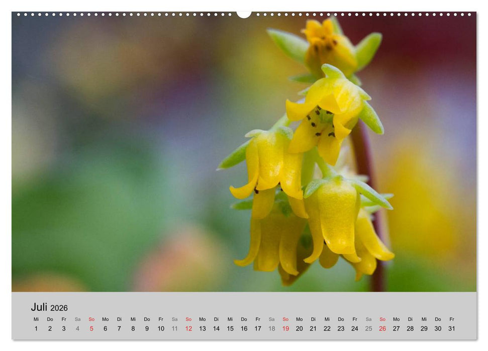 Blütensymphonie - Kakteen und Sukkulenten (CALVENDO Premium Wandkalender 2026)