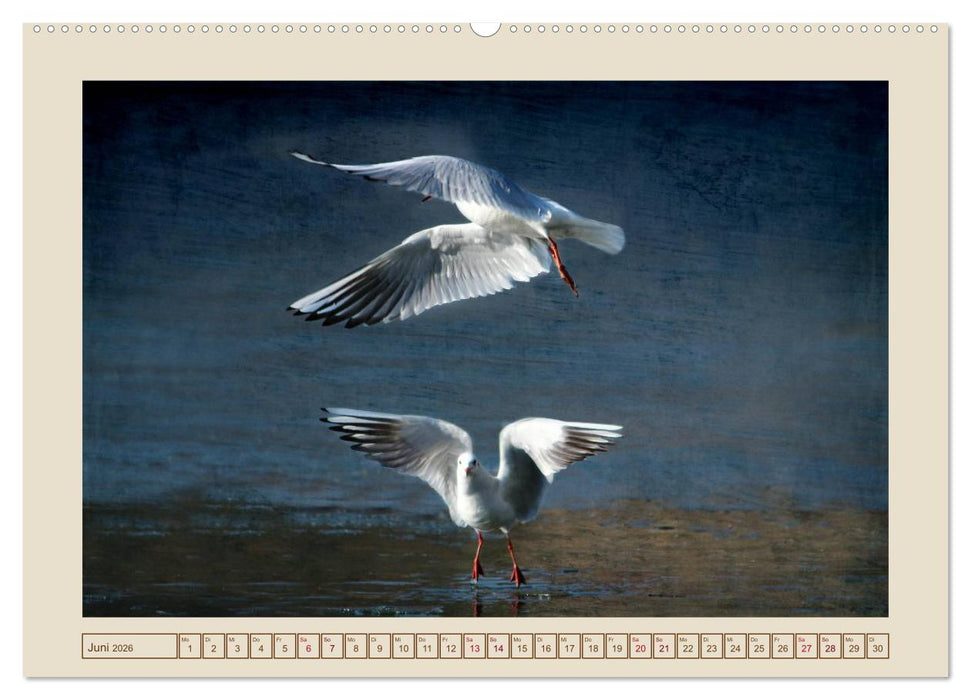 Vögel am Chemnitzer Schlossteich (CALVENDO Wandkalender 2026)