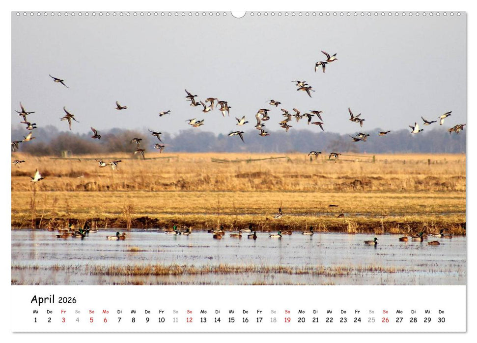 Unterwegs im Teufelsmoor (CALVENDO Premium Wandkalender 2026)