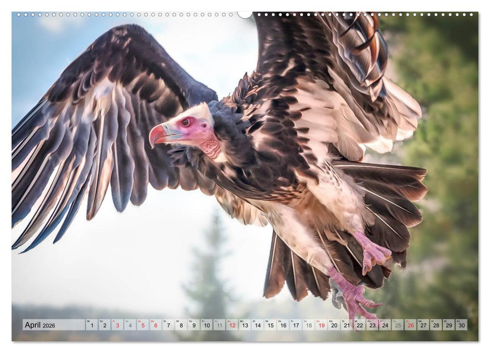 Faszinierende Greifvögel hautnah (CALVENDO Wandkalender 2026)