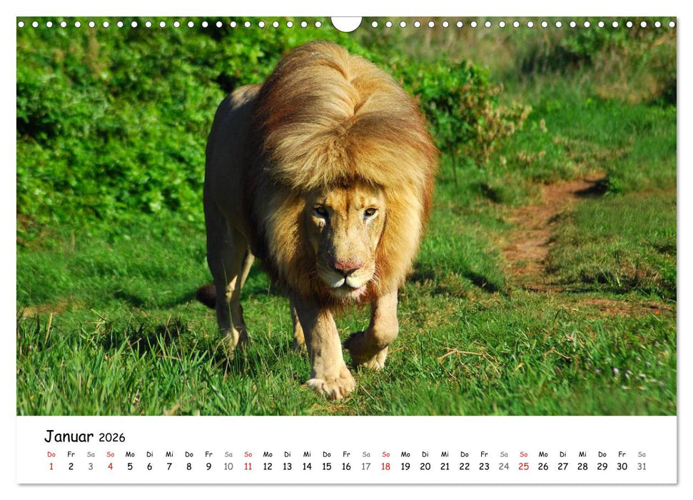 Löwen Impressionen (CALVENDO Wandkalender 2026)