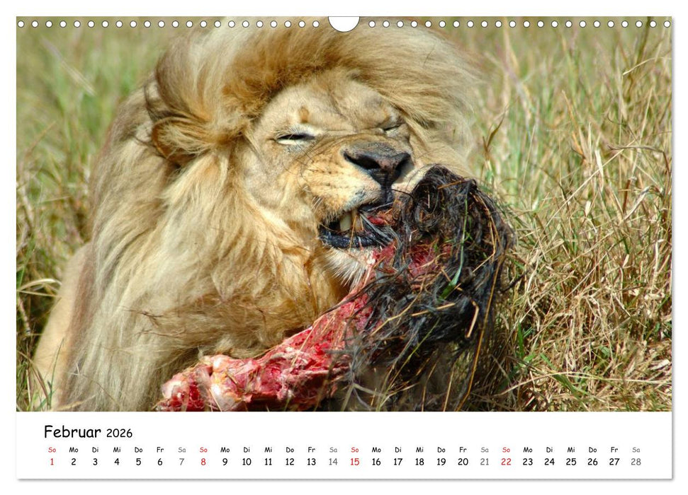 Löwen Impressionen (CALVENDO Wandkalender 2026)