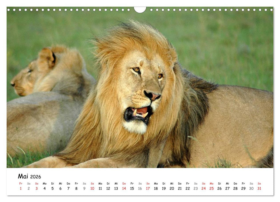 Löwen Impressionen (CALVENDO Wandkalender 2026)