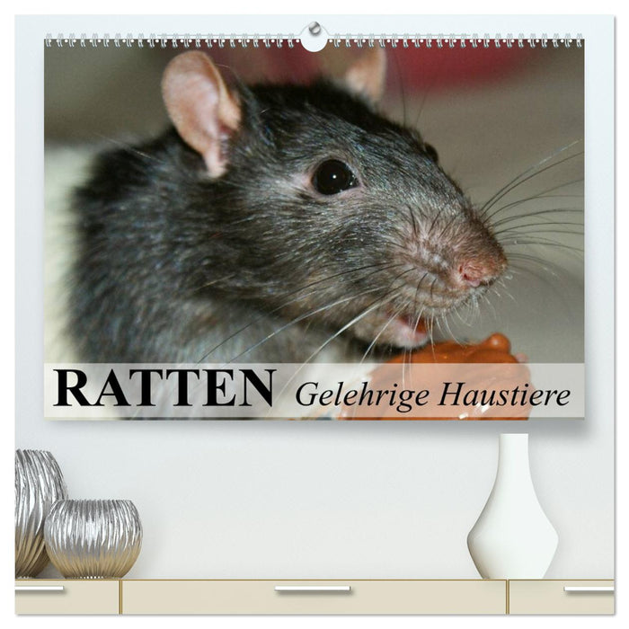 Ratten - Gelehrige Haustiere (CALVENDO Premium Wandkalender 2026)