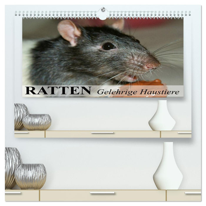 Ratten - Gelehrige Haustiere (CALVENDO Premium Wandkalender 2026)