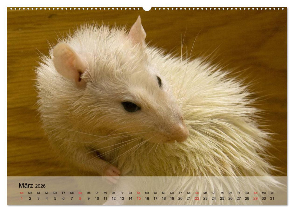 Ratten - Gelehrige Haustiere (CALVENDO Premium Wandkalender 2026)