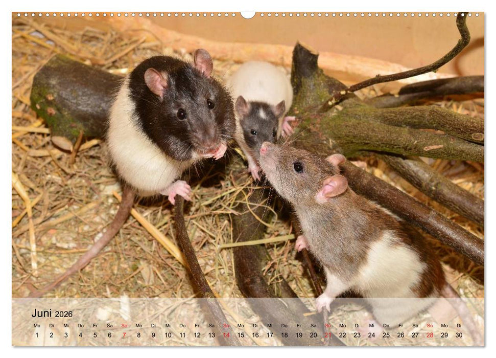 Ratten - Gelehrige Haustiere (CALVENDO Premium Wandkalender 2026)