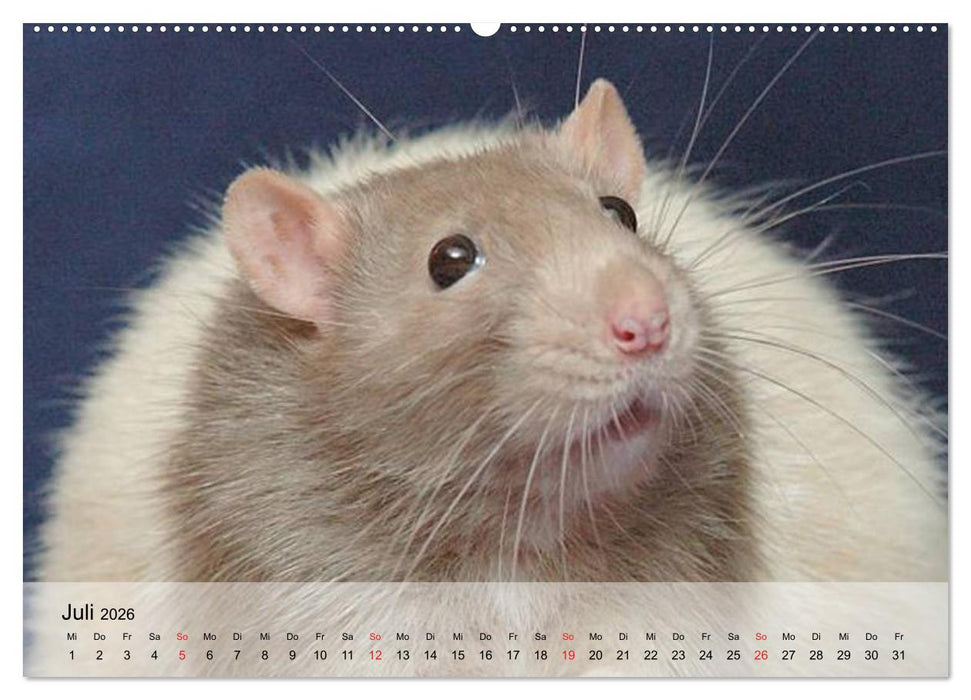 Ratten - Gelehrige Haustiere (CALVENDO Premium Wandkalender 2026)