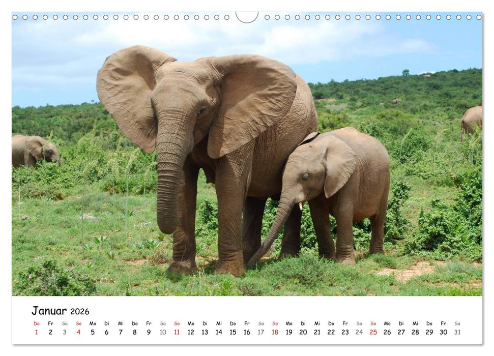 Afrikanische Elefanten in ADDO (CALVENDO Wandkalender 2026)