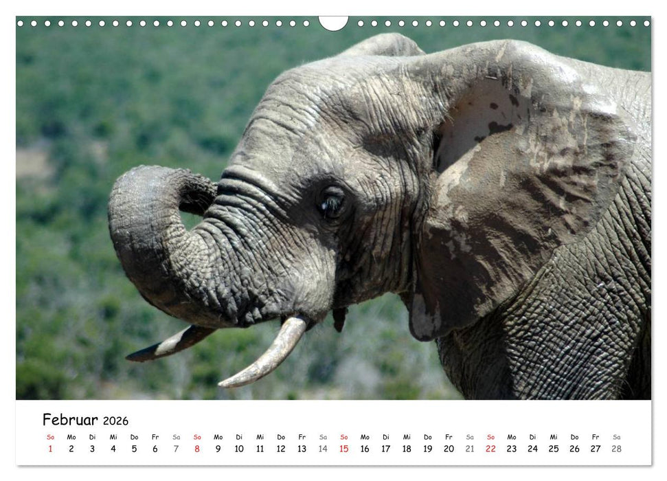 Afrikanische Elefanten in ADDO (CALVENDO Wandkalender 2026)