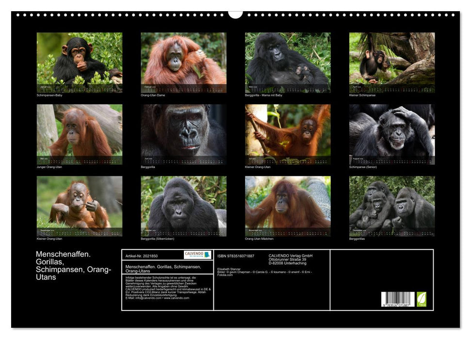 Menschenaffen. Gorillas, Schimpansen, Orang-Utans (CALVENDO Wandkalender 2026)
