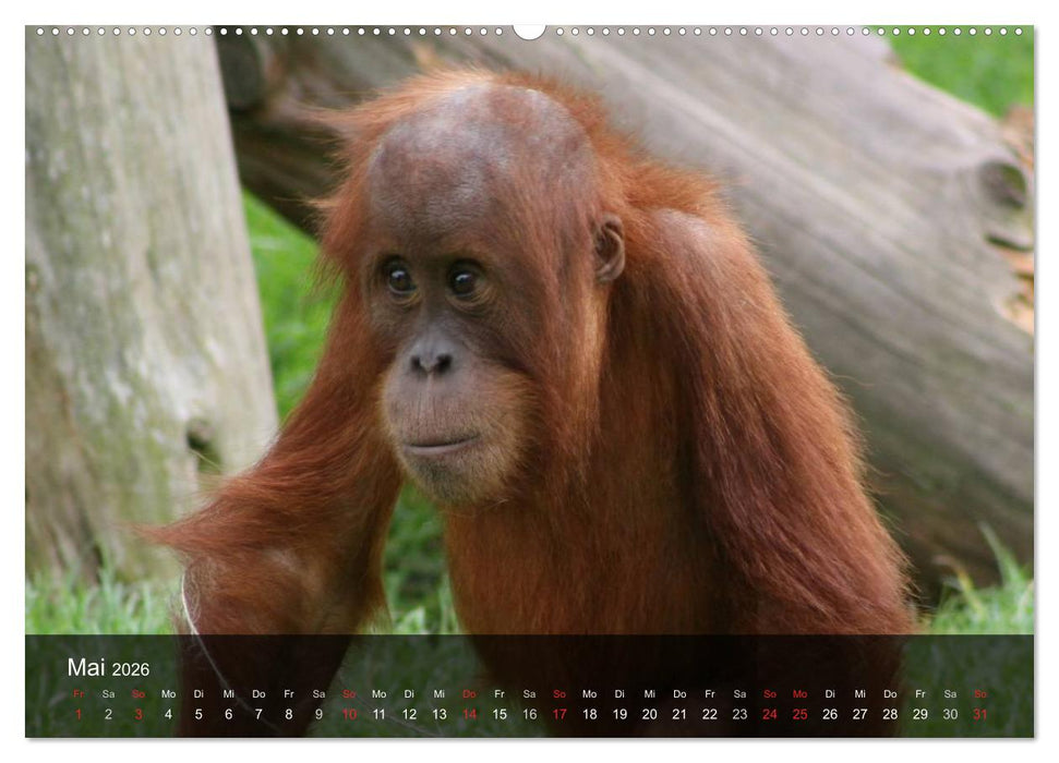 Menschenaffen. Gorillas, Schimpansen, Orang-Utans (CALVENDO Wandkalender 2026)