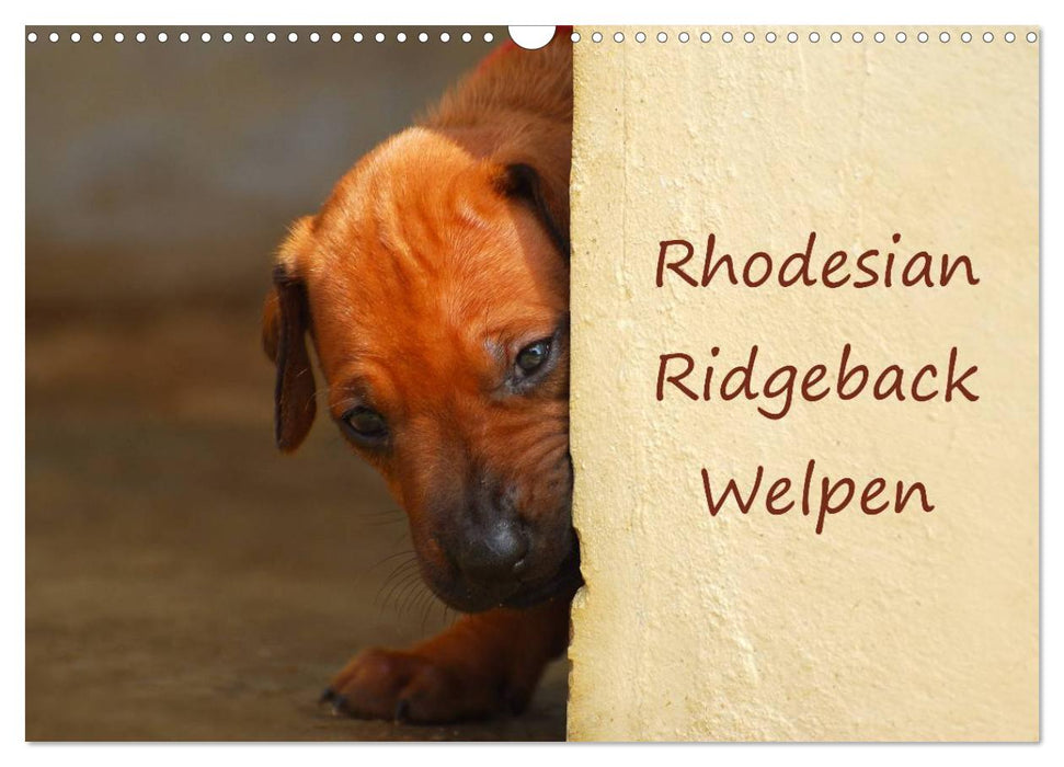 Rhodesian Ridgeback Welpen (CALVENDO Wandkalender 2026)