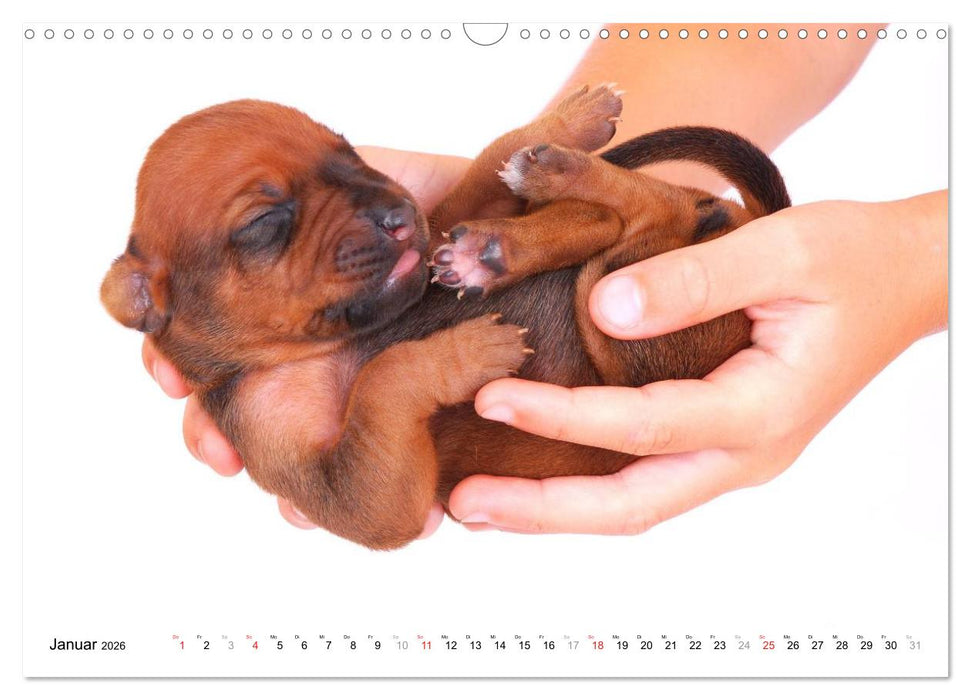 Rhodesian Ridgeback Welpen (CALVENDO Wandkalender 2026)