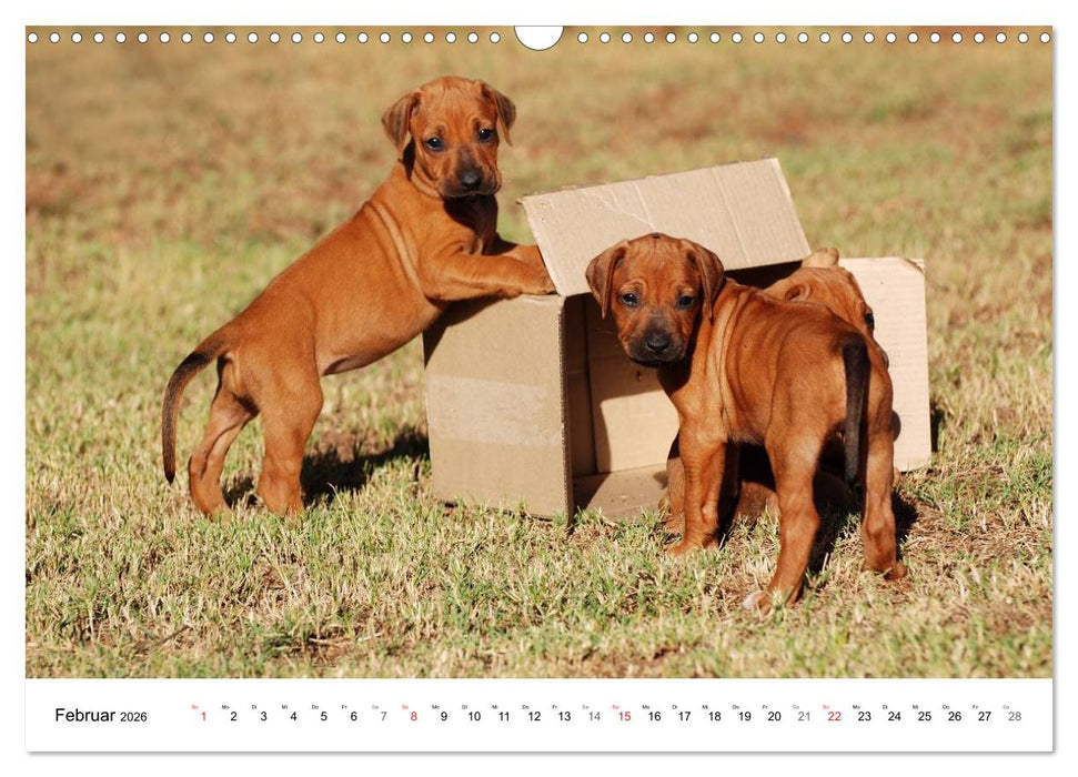 Rhodesian Ridgeback Welpen (CALVENDO Wandkalender 2026)