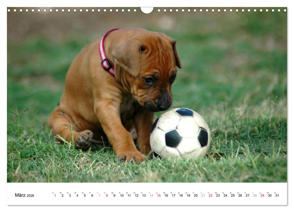 Rhodesian Ridgeback Welpen (CALVENDO Wandkalender 2026)