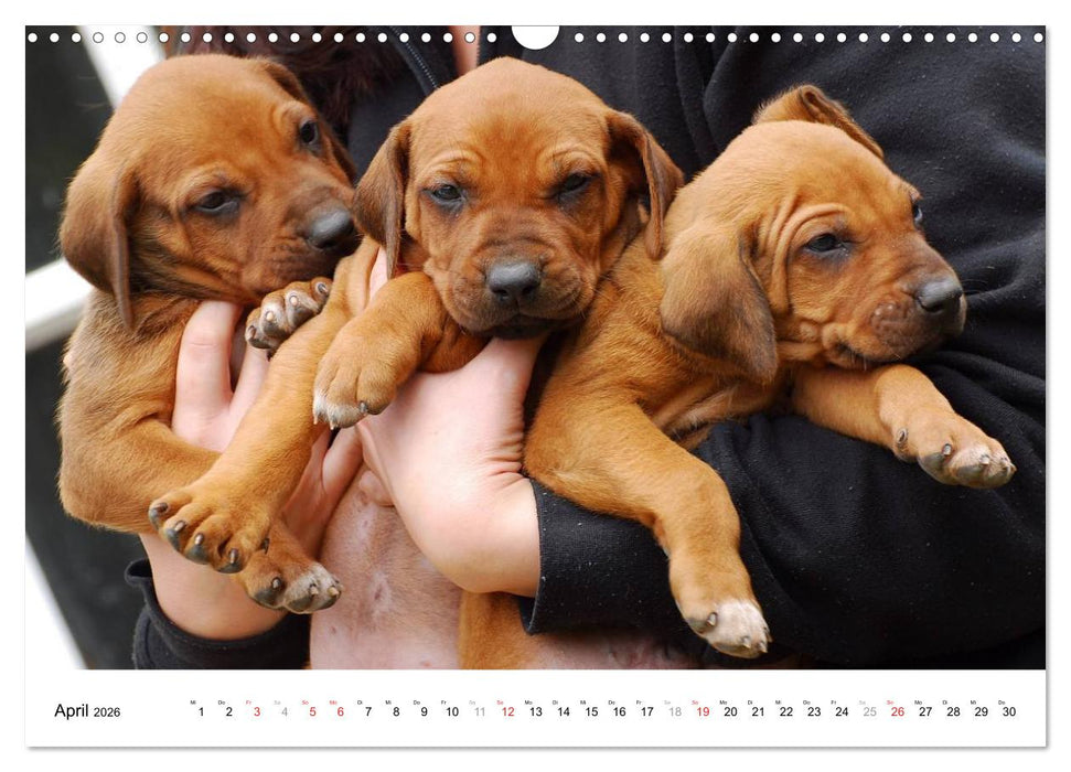 Rhodesian Ridgeback Welpen (CALVENDO Wandkalender 2026)