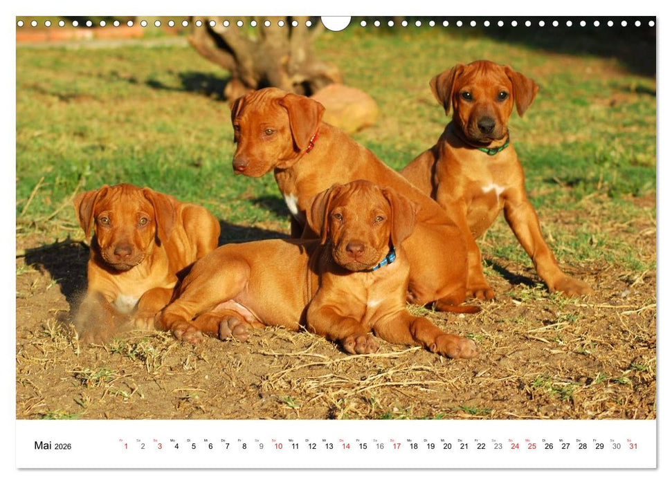 Rhodesian Ridgeback Welpen (CALVENDO Wandkalender 2026)