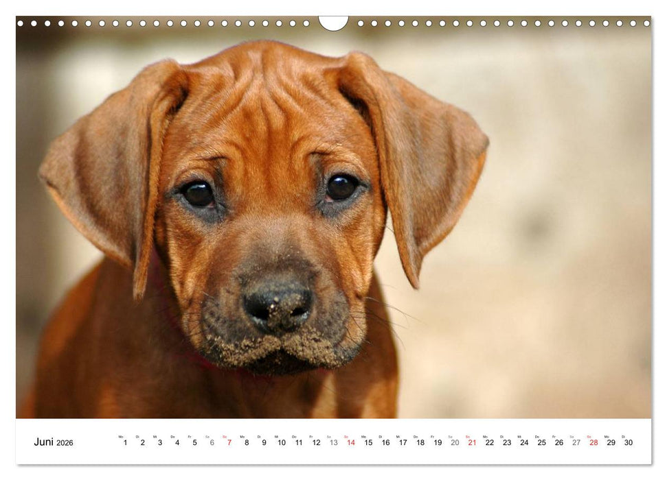 Rhodesian Ridgeback Welpen (CALVENDO Wandkalender 2026)