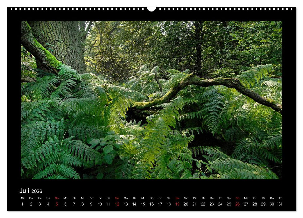 Märchenhafter Reinhardswald und Urwald Sababurg (CALVENDO Premium Wandkalender 2026)