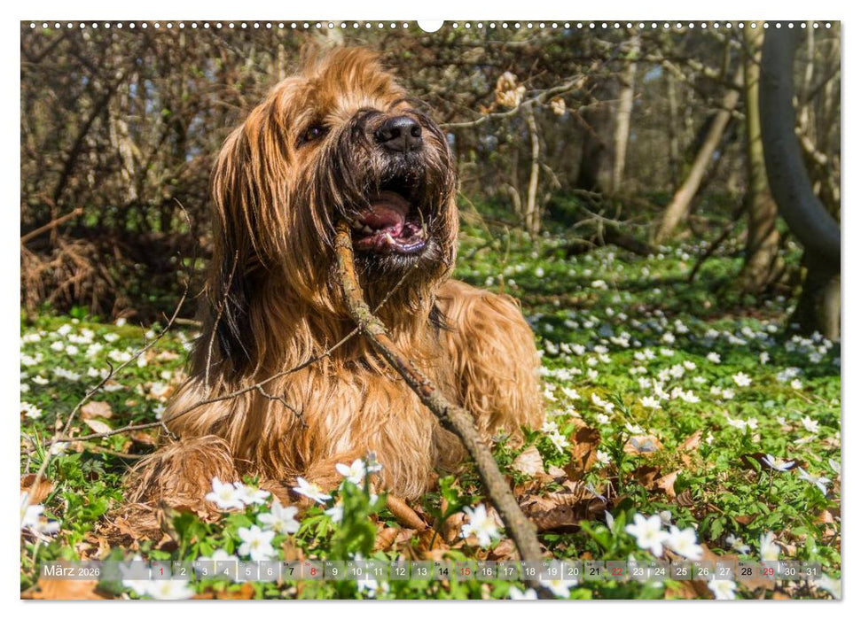 Briards - sanfte Riesen mit Temperament (CALVENDO Premium Wandkalender 2026)