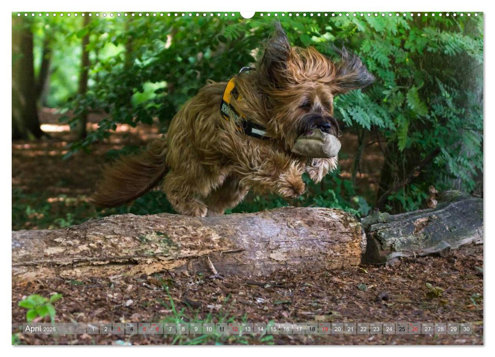 Briards - sanfte Riesen mit Temperament (CALVENDO Premium Wandkalender 2026)