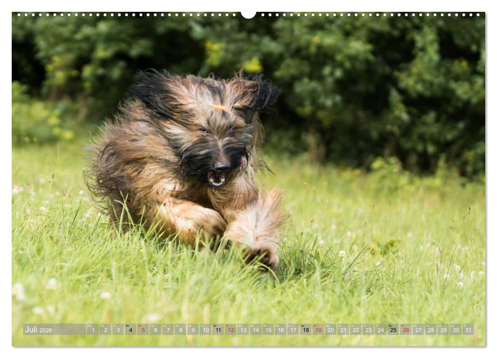 Briards - sanfte Riesen mit Temperament (CALVENDO Premium Wandkalender 2026)