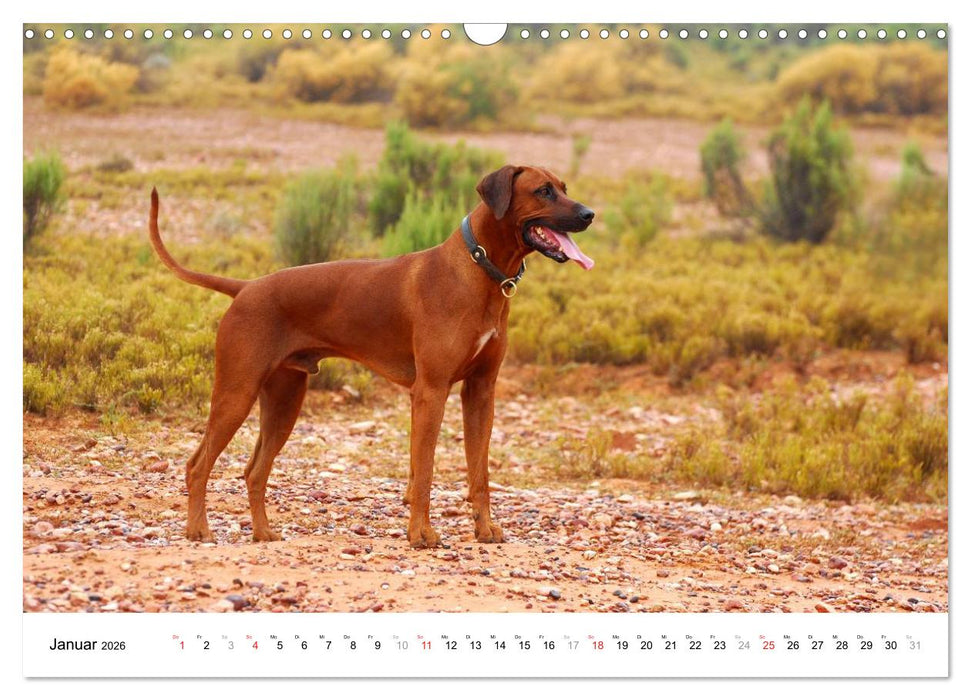 Rhodesian Ridgebacks (CALVENDO Wandkalender 2026)