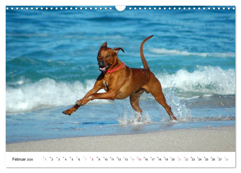 Rhodesian Ridgebacks (CALVENDO Wandkalender 2026)