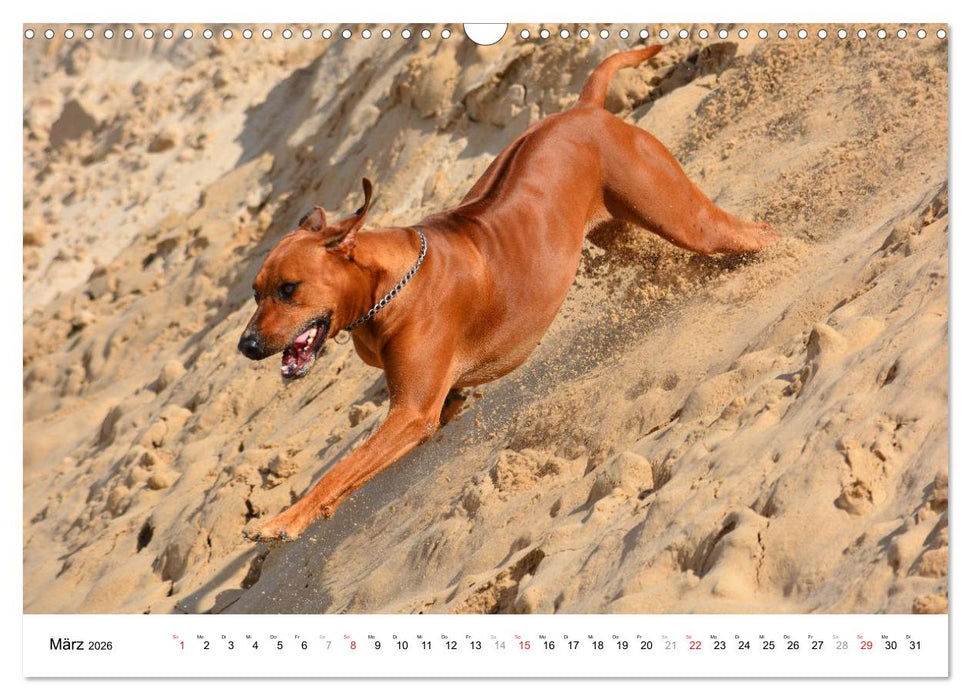 Rhodesian Ridgebacks (CALVENDO Wandkalender 2026)