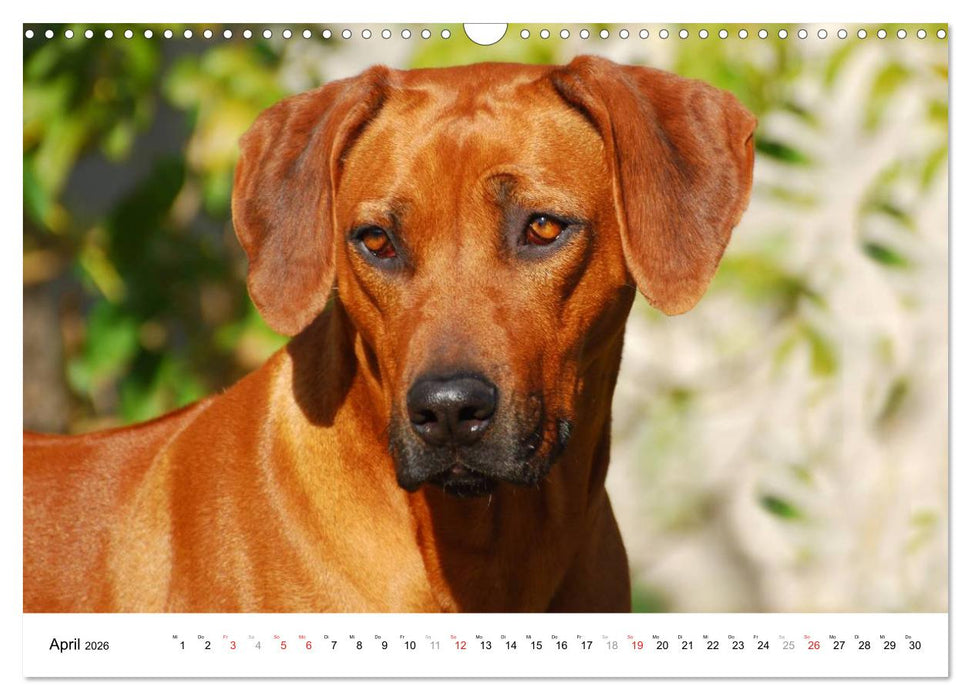 Rhodesian Ridgebacks (CALVENDO Wandkalender 2026)