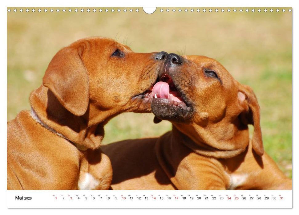 Rhodesian Ridgebacks (CALVENDO Wandkalender 2026)