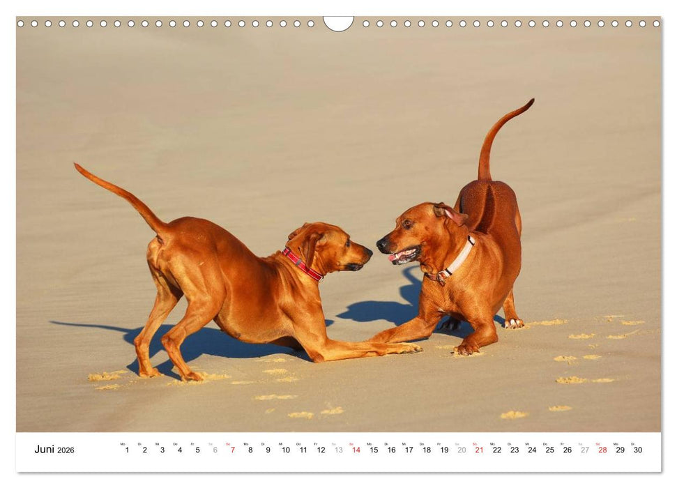 Rhodesian Ridgebacks (CALVENDO Wandkalender 2026)