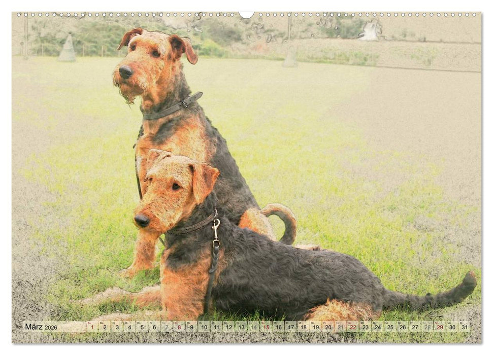 Airedale Terrier 2026 (CALVENDO Premium Wandkalender 2026)