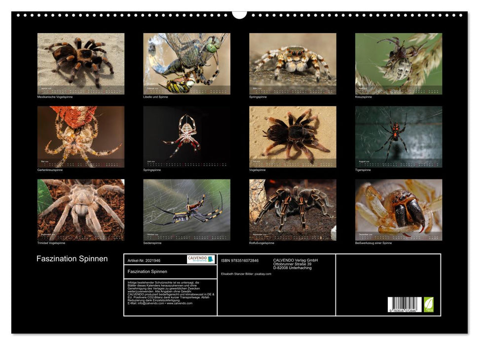 Faszination Spinnen (CALVENDO Wandkalender 2026)